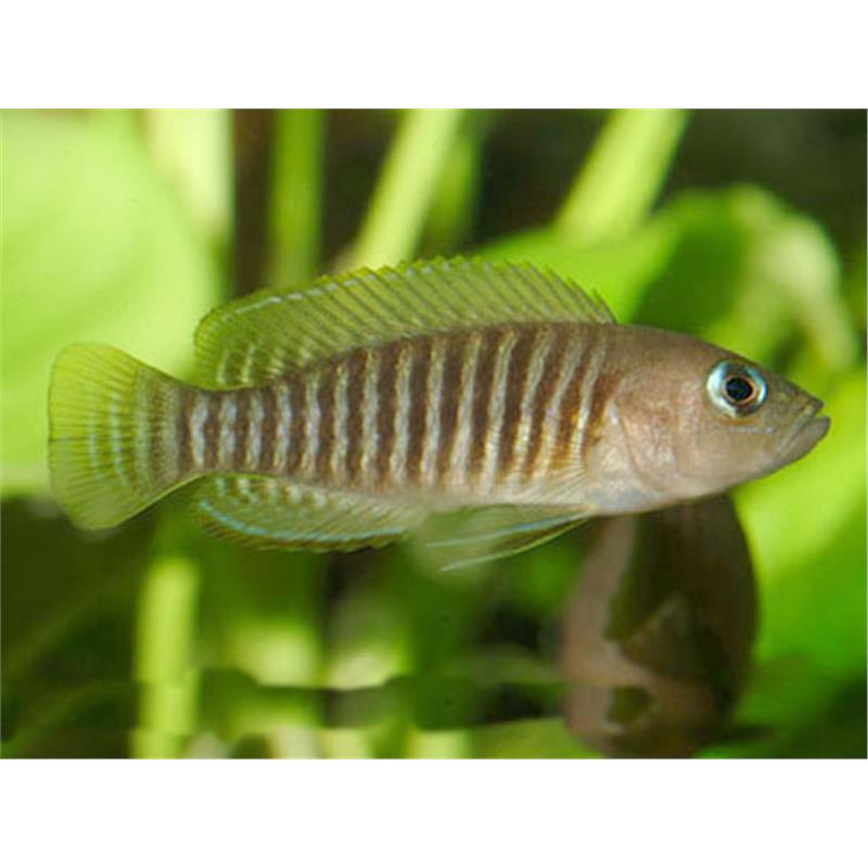 Lamprologus multifasciatus - imagine 5